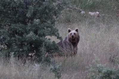 Bayburt’ta iki farklı yaylada ayılar görüldü

