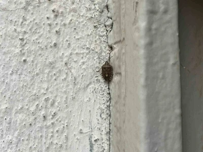 Bayburt’ta kokarca böceği görüldü
