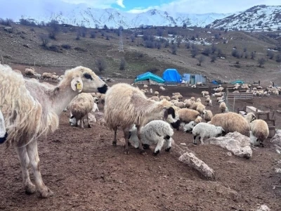 Bayburt&rsquo;ta k&uuml;&ccedil;&uuml;kbaş hayvancılığa destek başvuruları s&uuml;r&uuml;yor
