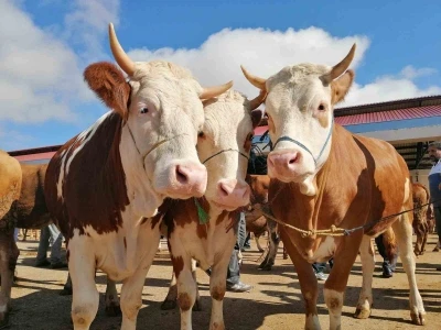 Bayburt&rsquo;ta kurbanlık satışları bug&uuml;n başladı
