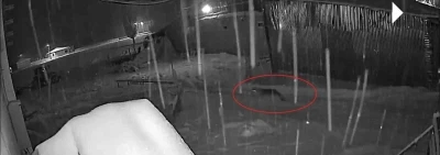 Bayburt&rsquo;ta kurt s&uuml;r&uuml;s&uuml;n&uuml;n k&ouml;peği kovaladığı anlar kamerada
