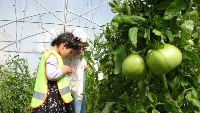 Bayburt’ta özel öğrenciler serada organik sebze hasadı yaptı
