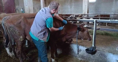 Bayburt’ta şap aşılama çalışmaları merkez ve ilçelerde devam ediyor
