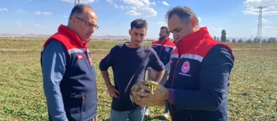 Bayburt’ta şeker pancarı sökümü başladı

