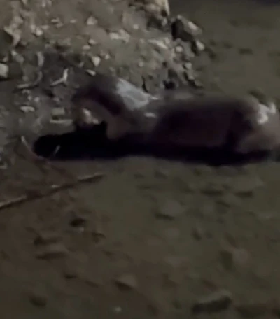 Bayburt’ta su samuru Çoruh’ta avladığı balığı yerken görüntülendi
