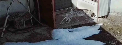 Bayburt&rsquo;ta vaşağın tavşan avı kamerada
