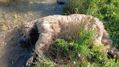 Bayburt&rsquo;ta yaralı halde g&ouml;r&uuml;len bozayı &ouml;l&uuml; bulundu
