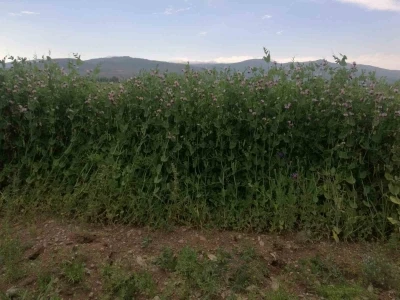 Bayburt&rsquo;ta y&uuml;zde 50 hibeli bezelye tohumu desteğinde başvurular 23 Mart&rsquo;ta başlıyor

