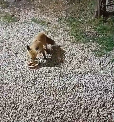 Bayburt’taki alabalık tesisinin sadık misafiri ’Tilki Rıfkı’ her akşam balık yemeye geliyor
