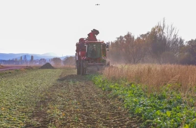 Bayburt’un Çiftetaş köyünde şeker pancarı hasadına başlandı
