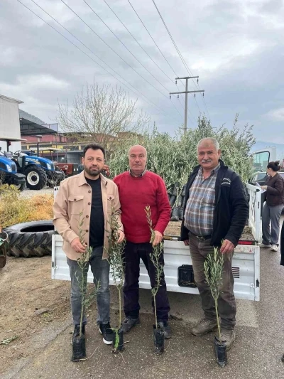 Bayındır&rsquo;da &uuml;reticilere zeytin fidanı desteği
