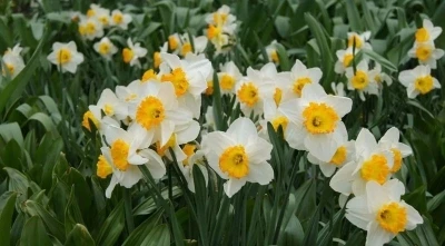 Bayındır&rsquo;da yetişen nergis, bilimde &ouml;ne &ccedil;ıkıyor
