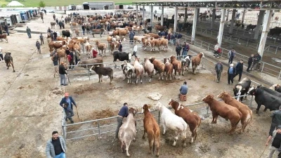 Bayrama sayılı g&uuml;nler kala Sorgun canlı hayvan pazarında hareketlilik yaşandı
