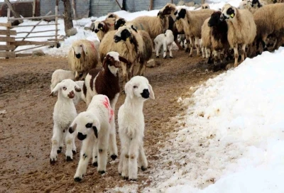 Besiciler uykusuz, kuzular g&uuml;vende
