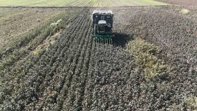 Beyaz altın pamukta kuraklık rekolteyi etkiledi
