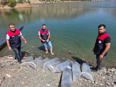 Beyhan Baraj Gölü’ne 50 bin yavru balık bırakıldı
