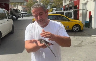 Beyoğlu’nda taksici bitkin halde bulduğu ebabil kuşunu korumaya aldı
