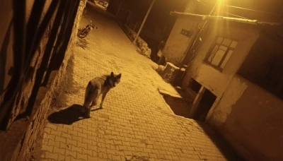 Beypazarı&rsquo;nda a&ccedil; kalan kurtlar şehre indi
