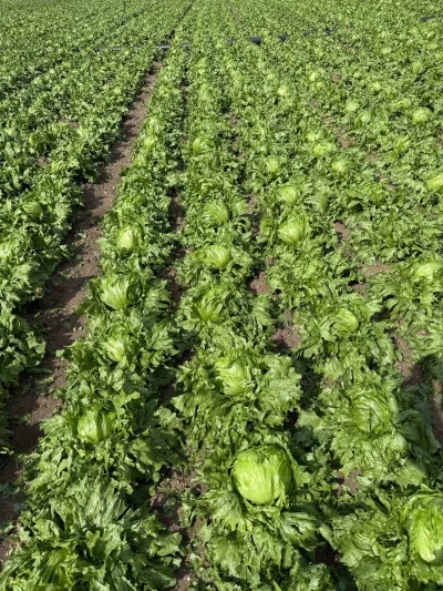 Beypazarı&rsquo;nda dolu yağışı etkili oldu
