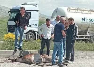 Beypazarı&rsquo;nda otomobilin &ccedil;arptığı geyik ağır yaralandı
