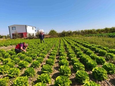 Beyşehir’de bitkisel üretim takip altında
