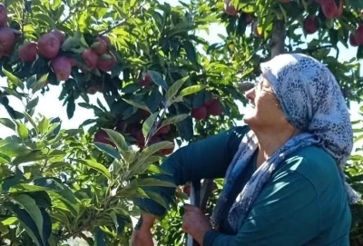 Beyşehir’in elma deposu mahallesinde hasat mesaisi sürüyor
