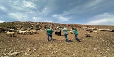 Beytüşşebap yaylalarında hayvanlara sağlık kontrolü
