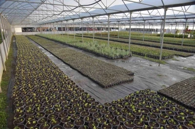 Bilecik Belediyesi kendi seralarında ürettiği bitkilerle kenti renklenecek
