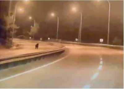 Bilecik&rsquo;te ayı ana yola indi
