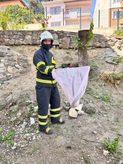 Bilecik’te caddede yakalanan ’oluklu kertenkele’ doğaya salındı
