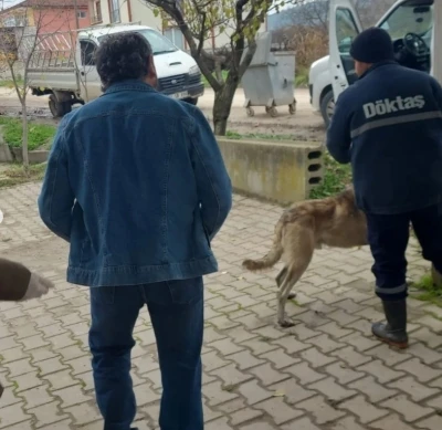 Bilecik&rsquo;te evcil hayvanlar kayıt altına alınıyor

