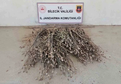 Bilecik&rsquo;te izinsiz ekilen 136 k&ouml;k haşhaş ele ge&ccedil;irildi
