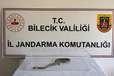 Bilecik&rsquo;te nesli t&uuml;kenmekte olan piton yılanı yakalandı
