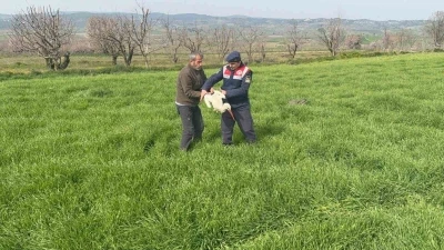 Bilecik&rsquo;te yaralı leylek yetkililere teslim edildi
