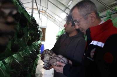 Bilecik&rsquo;te y&uuml;zde 100 hibeli istiridye mantar &uuml;retimi başladı
