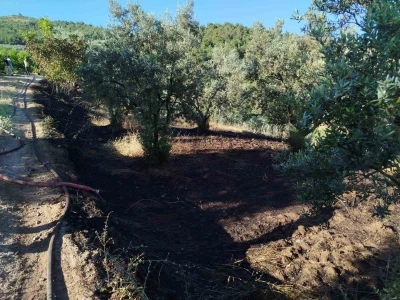 Bilecik&rsquo;te zeytin tarlasında &ccedil;ıkan yangın korkuttu
