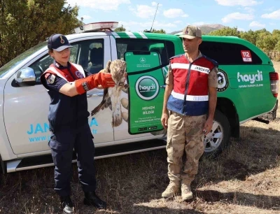 Bingöl’d yaralı kartal tedavi altına alındı
