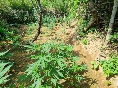 Bingöl’de bin 696 kök kenevir bitkisi ele geçirildi
