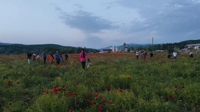 Bing&ouml;l&rsquo;de doğal oluşan gelincik tarlası vatandaşların ilgi odağı oldu
