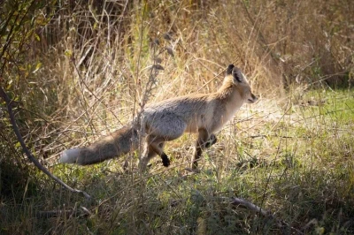 Bingöl’de kızıl tilki görüntülendi
