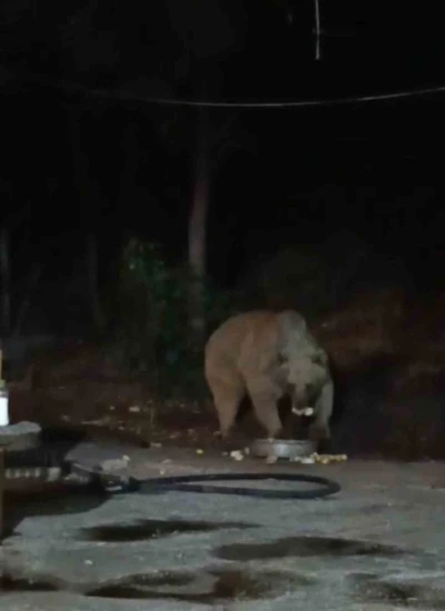 Bingöl’de şantiye alanına inen ayı karnını doyurdu... O anlar kamerada
