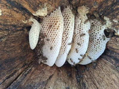 Bingöl yaylalarında organik &quot;kütük balı&quot; hasadı başladı
