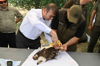 Binlerce leylek yuvası, yüzlerce mama kabı: Doğa dostu projeler
