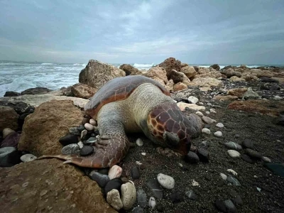 Bir caretta caretta daha &ouml;l&uuml; bulundu:15 g&uuml;nde 7&rsquo;inci &ouml;l&uuml;m
