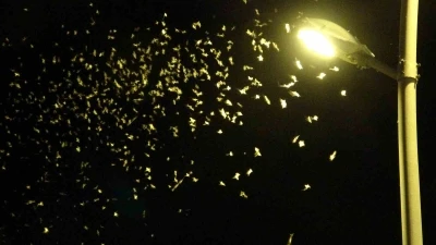 ’Bir günlükler’in ölüm uçuşu geç başladı
