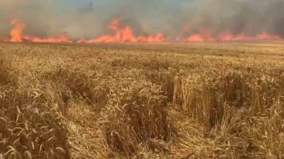 Bir sigara keyfi buğday tarlasını k&uuml;l etti
