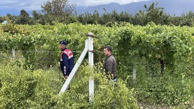 Bir yıllık emekleri çalınmasın diye gece gündüz nöbet tutuyorlar
