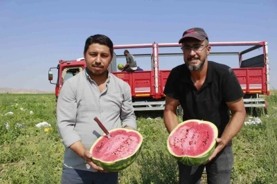 Birçok şehirde karpuz hasadı sona yaklaşırken, Yozgat’ta hasat yeni başladı
