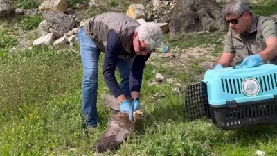 Bitkin halde bulunan kızıl şahin tedavisinin ardından doğaya salındı
