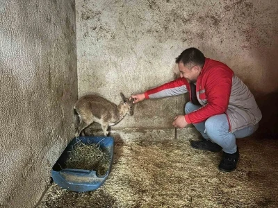 Bitkin halde bulunan yaban ke&ccedil;isi tedavi altına alındı
